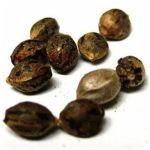 Семена марихуаны АК-47  (Seeds AK-47) в Дрезне
